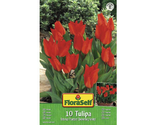Blumenzwiebel FloraSelf Tulpe 'Praestans Zwanenburg' 10 Stk
