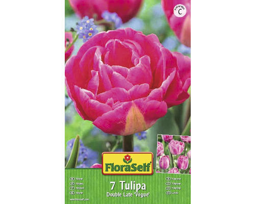 Blumenzwiebel FloraSelf Tulpe 'Vogue' 7 Stk