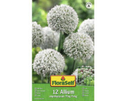 Blumenzwiebel FloraSelf Allium/Zierlauch 'Ping Pong' 12 Stk
