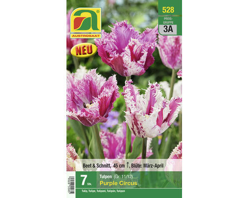 Blumenzwiebel Austrosaat Tulpe gefranst 'Purple Circus' 7 Stk.