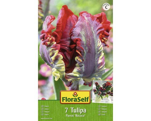 Blumenzwiebel FloraSelf Tulpe Papagei 'Parrot Rococo' 7 Stk.
