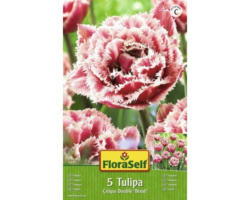 Blumenzwiebel FloraSelf Tulpe Crispa Double 'Brest' 5 Stk.