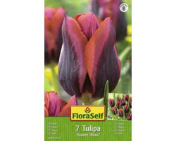 Blumenzwiebel FloraSelf Tulpe 'Slawa' 7 Stk.