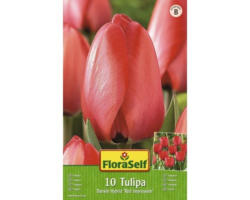 Blumenzwiebel FloraSelf Tulpe Darwin-Hybrid 'Red Impression' 10 Stk.
