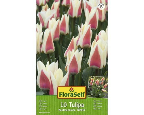 Blumenzwiebel FloraSelf Tulpe Kaufmanniana 'Diablo' 10 Stk.