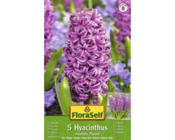 FloraSelf Blumenzwiebel Hyazinthen 'Purple' 5 Stk.