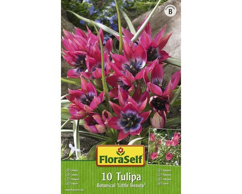 Blumenzwiebel FloraSelf Tulpe botanisch 'Little Beauty' 10 Stk