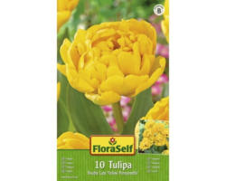 Blumenzwiebel FloraSelf Tulpe Double Late 'Yellow Pomponette' 10 Stk.