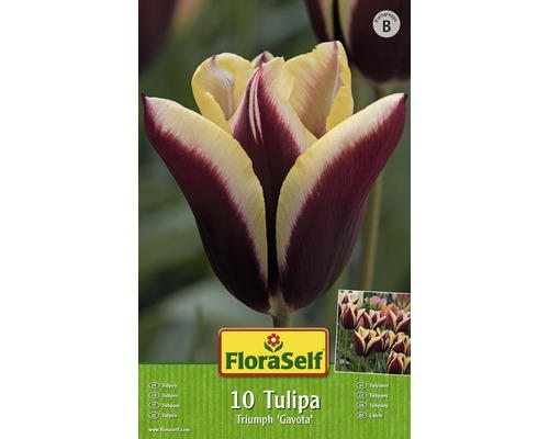 Blumenzwiebel FloraSelf Tulpe Triumph ‘Gavota‘ 10 Stk.