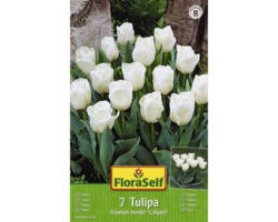 Blumenzwiebel FloraSelf Tulpe Triumph niedrig Calgary‘ 7 Stk.