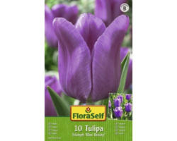 Blumenzwiebel FloraSelf Tulpe Single Late ‘Blue Purple‘ 10 Stk.