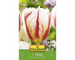 Blumenzwiebel FloraSelf Tulpe Single Late ‘Carnaval de Rio‘ 7 Stk.