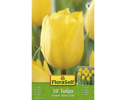 Blumenzwiebel FloraSelf Tulpe Triumph ‘Strong Gold' 10 Stk.