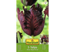 Blumenzwiebel FloraSelf Tulpe Papagei ‘Black Parrot‘ 5 Stk.