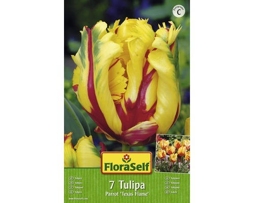 Blumenzwiebel FloraSelf Tulpe Papagei ‘Texas Flame‘ 7 Stk.