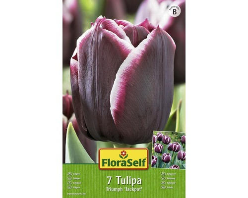 Blumenzwiebel FloraSelf Tulpe Triumph ‘Jackpot‘ 7 Stk.