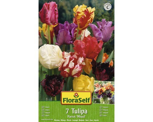 Blumenzwiebel FloraSelf Tulpe Papagei 'Parrot Mischung' 7 Stk.