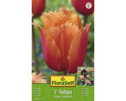 Blumenzwiebel FloraSelf Tulpe Crispa 'Lambada' 7 Stk.