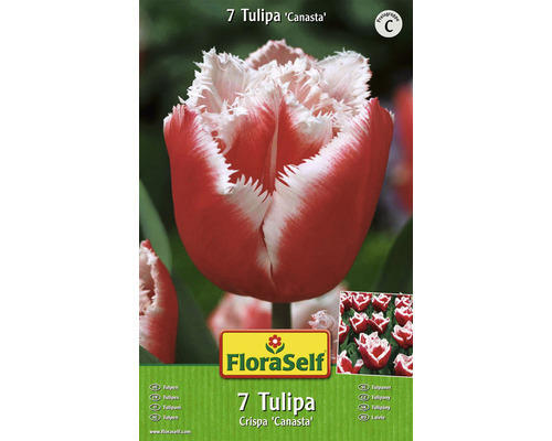 Blumenzwiebel FloraSelf Tulpe Crispa ‘Canasta' 7 Stk.