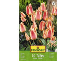 Blumenzwiebel FloraSelf Tulpe Greigii ‘Quebec‘ 10 Stk.
