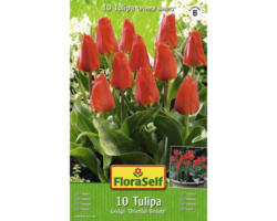 Blumenzwiebel FloraSelf Tulpe ‘Oriental Beauty‘ 10 Stk.