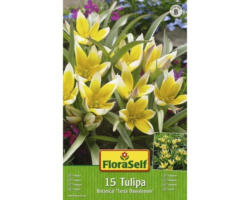 Blumenzwiebel FloraSelf Tulpe botanisch 'Tarda Dasystemon' 15 Stk.