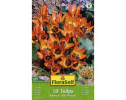Blumenzwiebel FloraSelf Tulpe botanisch ‘Little Princess‘ 10 Stk.