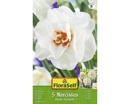 Blumenzwiebel FloraSelf Narzisse 'Acropolis' 5 Stk.