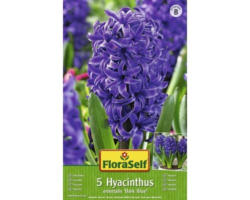 Blumenzwiebel FloraSelf Hyazinthe 'Orientalis' blau 5 Stk.