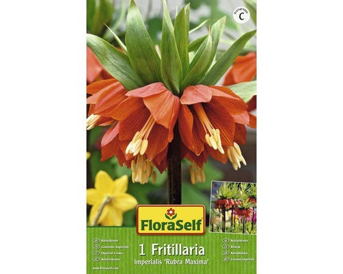 Blumenzwiebel FloraSelf Kaiserkrone ‘Imperialis Rubra‘ 1 Stk.
