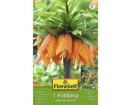 Blumenzwiebel FloraSelf Kaiserkrone ‘Imperialis Aurora‘ 1 Stk.