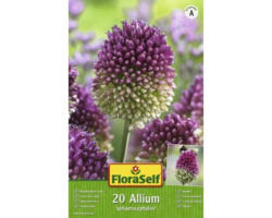 Blumenzwiebel FloraSelf Allium/Zierlauch 'Sphaerocephalon‘ 20 Stk.