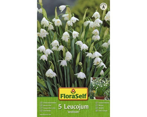Blumenzwiebel FloraSelf 'Leucojum' 5 Stk.