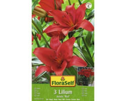 Blumenzwiebel FloraSelf Lilie ‘Asiatic Red‘ 3 Stk.