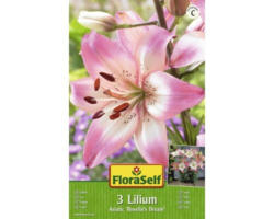 Blumenzwiebel FloraSelf Lilie 'Asiatic Rosella's Dream' 3 Stk.