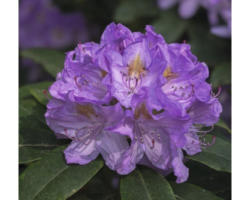 Easydendron Rhododendron Inkarho® 'Cat Grandiflorum' H 25-30 cm Co 5 L kalktolerante Rhododendron