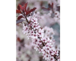 Zwerg-Blutpflaume FloraSelf Prunus cistena H 60-80 cm Co 6 L