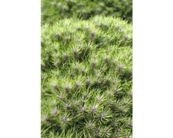 Zwerg-Schwarzkiefer Botanico Pinus nigra 'Marie Bregeon' H 40-50 cm Co 10 L
