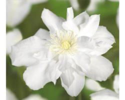 Waldrebe FloraSelf Clematis-Cultivars 'Sylvia Denny' H 50-70 cm Co 2,3 L
