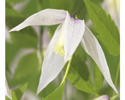 Alpen-Waldrebe FloraSelf Clematis alpina 'Willy' H 50-70 cm Co 2,3 L