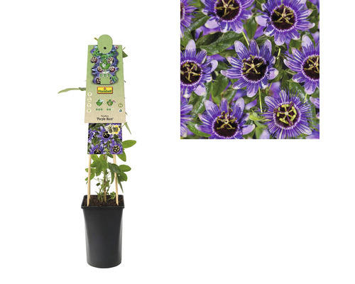 Passionsblume FloraSelf Passiflora caerulea 'Purple Haze' H 50-70 cm Ø 16 cm Topf