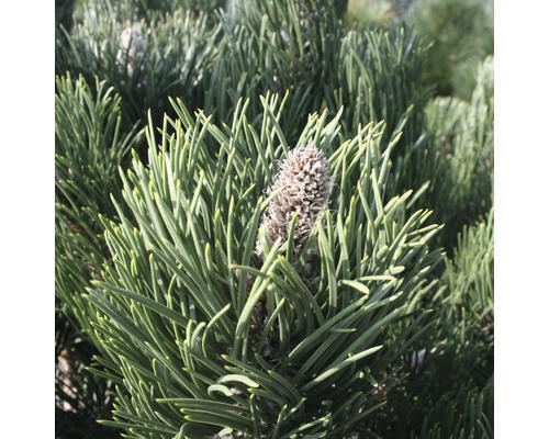 Zwerg-Schwarzkiefer Botanico Pinus nigra 'Oregon Green' H 40-60 cm Co 6 L