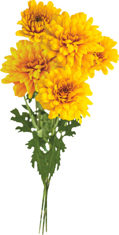 Chrysanthèmes, Botte de 5 pièces, diverses couleurs