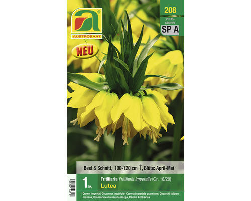 Blumenzwiebel Austrosaat Kaiserkrone gelb 'Lutea' 1 Stk.