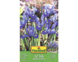 Blumenzwiebel FloraSelf Schwertlilie Iris 'Reticulata Harmony' 12 Stück