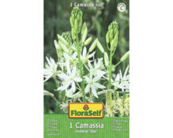 Blumenzwiebel FloraSelf Cammasia/Prärielilie 'Alba' 1 Stück