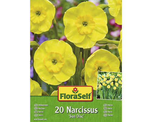 Blumenzwiebel FloraSelf Narzisse 'Sundisc ' 20 Stück