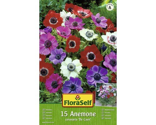 Blumenzwiebel FloraSelf Anemone 'De Caen' 15 Stk.