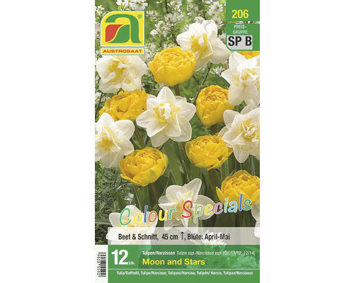Blumenzwiebel Triumph-Tulpe 'New Years Eve' Colour Special 12 Stk