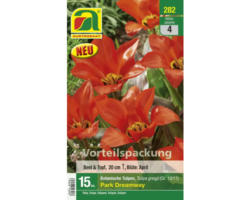 Blumenzwiebel Botanische Tulpe 'Rotkäppchen' 15 Stk